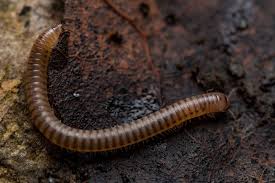 Image result for Cylindropsis