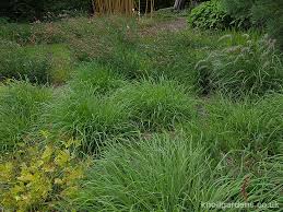 Image result for Bothriochloa bladhii