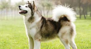 How do you care for a siberian husky puppy? Siberian Husky Dog Breed Profile Petfinder