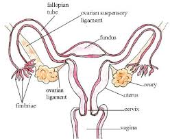22 6 Structures Of The Female Reproductive System Biology