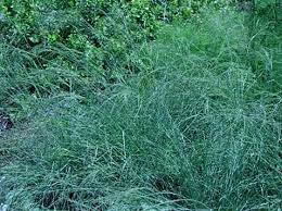 Image result for Eragrostis rogersii