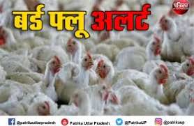 It has spread across the globe and reached indias doorstep now. Bird Flu Symptoms In Humans Bird Flu Symptoms In Humans News In Hindi Breaking News Photos Videos Patrika Hindi News