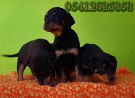 Rottweiler Irk Ozellikleri Rottweiler