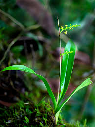 Image result for Polystachya