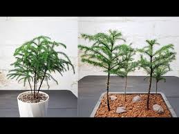 A tropical plant that looks like a pine tree. Turning Norfolk Island Pine In To Bonsai Norfolk Island Pine Bonsai Forest Plantme Channel Youtube