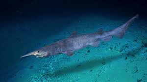 — decimal arms sales pitch the decimal arms goblin shark is a robust gas operated rotation bolt weapon platform that also packs a heavy punch, chambered in the 7mm tungsten carbide fin stabilized armor piercing cartridge with high pressure liquid propellant, it can shoot straight through body armor. 12 Facts About Goblin Sharks Mental Floss