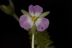 Image result for Mayacaceae