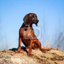 Der bayerische gebirgsschweißhund hat seinen ursprung in deutschland und resultiert aus einer absichtlichen kreuzung des hanoverschen schweißhund mit dem bracken, mit dem ziel, einen. Bayerischer Gebirgsschweisshund Wandposter Poster Bayerischen Hund Hund Myloview De