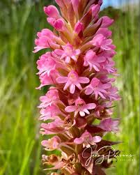 Image result for Satyrium hallackii