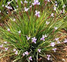 Patersonia Occidentalis Native Flag Little Pat Native Iris Gardenshrubs Australian Native Plants Australian Plants Australian Native Garden