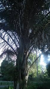 Image result for Raphia ruwenzorica