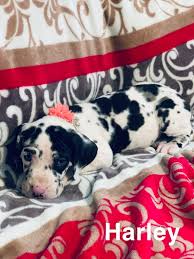 Giovanna had 6 beautiful puppies. Great Dane Puppies For Sale Willis Tx 300642 Petzlover