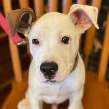 Maybe you would like to learn more about one of these? Hillsboro Veterinary Hospital Home Facebook