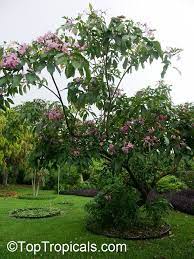 Pin On Garden