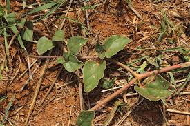 Image result for Commicarpus pentandrus