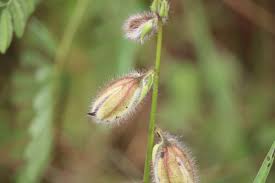 Image result for Crotalaria calycina
