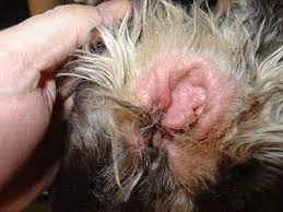 Image result for mold in the ear dog