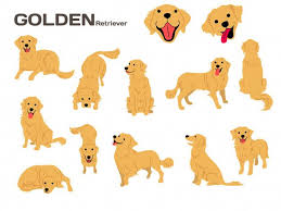 ゴールデンレトリーバーのイラスト 犬のポーズ 犬の品種 in 2020 golden retriever illustration golden retriever drawing dog illustration