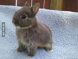 A Netherlands Dwarf Bunny Netherland Dwarf Bunny Cute Baby Bunnies Pet Bunny