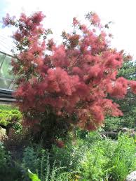 Buy cardinal red twig dogwoods (cornus sericea 'cardinal') with delivery to your door. Spectacular Smokebush Cotinus Rotary Botanical Gardens