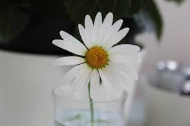 صورة عالية الدقة خالية من الأبيض زهرة ديزي الفرح المطبخ الصيف البتلة oxeye ديزي رر plants photo
