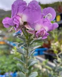 Image result for Podalyria