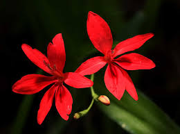 Image result for Freesia grandiflora