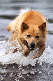 Afbeeldingsresultaat voor Finse Spits puppy