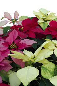 Types Of Poinsettia Plants Choosing Different Poinsettia Varieties Poinsettia Plant Plants Poinsettia Care