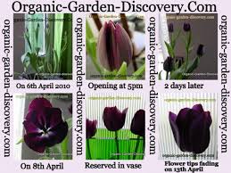 Once early spring comes around, your tulips will start peeking above the surface. Growing Tulips Flower