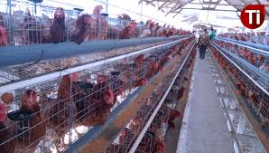 Maybe you would like to learn more about one of these? Kabupaten Blitar Penuhi 34 Persen Kebutuhan Telur Jawa Timur Times Indonesia