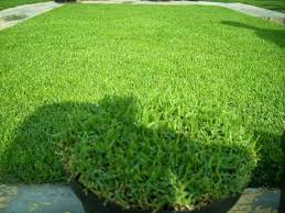 Jika kamu ingin menanam rumput swiss di halaman rumah, pastikan lokasinya mendapatkan pencahayaan matahari minimal 80%, lakukan pemangkasan sebulan sekali, dan berikan pupuk urea agar tumbuh subur. Jenis Rumput Hias Adem Pas Untuk Lahan Kosong Depan Rumah