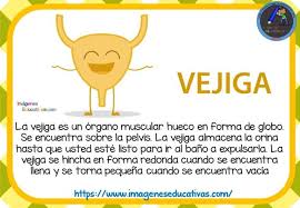 Tarjetas De Los Organos Del Cuerpo Humano Para Ninos De Primaria 9 Organos Del Cuerpo Humano Cuerpo Humano Para Ninos Aparatos Del Cuerpo Humano