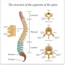 Spinal surgery handbook. american academy of orthopaedic surgeons: Spinal Fusion Colorado Springs Orthopaedic Group