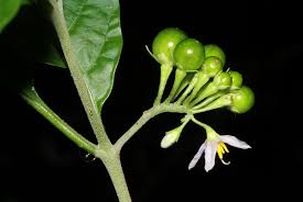 Image result for Solanum goetzei
