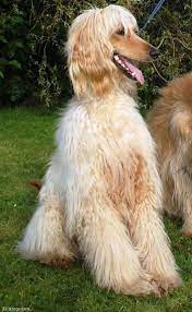 afghan hound lebrel afgano afgano perro mundo canino