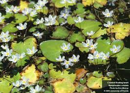 Image result for Nymphoides thunbergiana