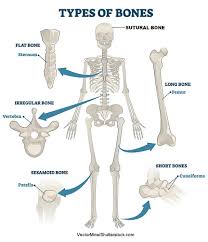 The back supports the weight of the body, allowing for flexible movement while protecting vital organs and nerve structures. Types Of Bones Anatomy