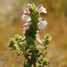 Image result for Orobanchaceae