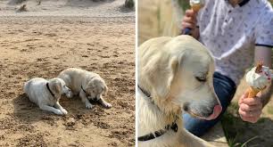 Ruby at mountain top 2017. Dog Holidays In Northern Ireland My Best Friend Dog Care 5 Star Review