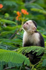 Pin By Margaret Carroll Boardman On Spectacular Places Renewable Spaces Capuchin Monkey Costa Rica Primates