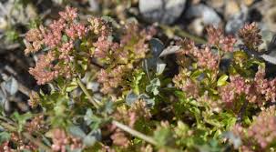 Image result for Polycarpon