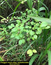 Image result for Flueggea