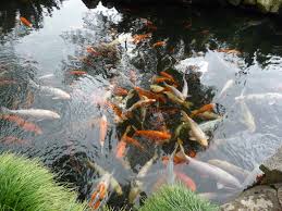 Ikan koi blitar dikenal memiliki kualitas yang mumpuni dan sangat disukai oleh banyak orang, bahkan banyak orang yang rela pergi jauh jauh ke blitar hanya untuk belajar cara budidaya ikan koi di sana. 6 Cara Budidaya Ikan Koi Supaya Cepat Besar Nona Ternak