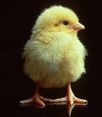 Intisari— banyak para peternak ayam pedaging di indonesia masih menggunakan cara manual dalam. Ayam Pedaging Wikipedia Bahasa Melayu Ensiklopedia Bebas