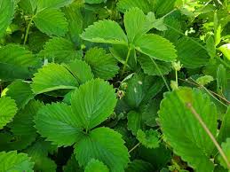 Do not plant strawberries if sting nematodes are present. 3 Reasons Your Strawberry Leaves Are Turning Brown And How To Fix It The Practical Planter