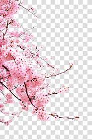 Cherry Blossom Flower Japanese Cherry Blossoms Pink Cherry Blossoms Transparent Ba Cherry Blossom Watercolor Cherry Blossom Drawing Cherry Blossom Background