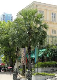 Image result for Borassus