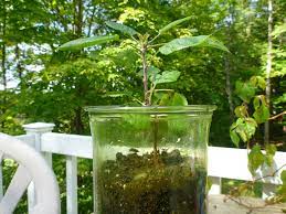 Chill your apple seeds in the refrigerator for about six weeks, wrapped in a paper towel. Growing Trees From Seeds Which Seeds Work And Which Won T