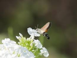 In learning about hummingbird moths and how to attract them, one must consider specific plant types. How To Attract Hummingbird Moths And Why You Should The Homespun Hydrangea